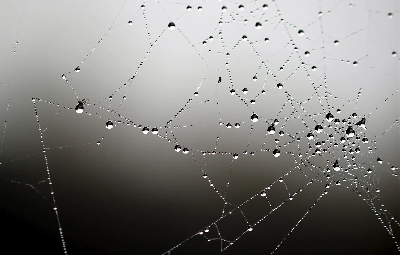 Photo wallpaper wet, drops, macro, light, web, beads