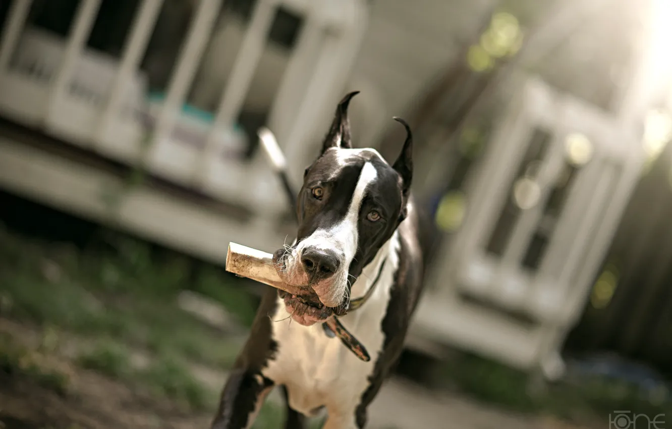 Photo wallpaper walk, Great Dane, by ONE-Photographie