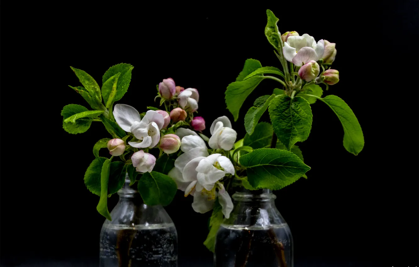 Photo wallpaper flowers, bouquet, Apple, black background
