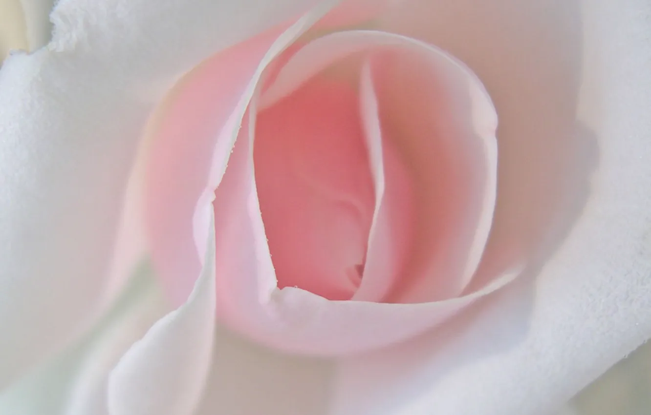 Photo wallpaper flower, pink