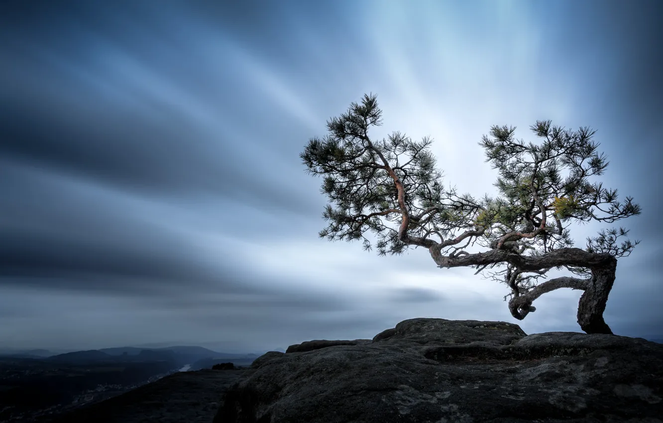 Photo wallpaper tree, mountain, Germany, pine, The Elbe Sandstone mountains, Swiss Saxony