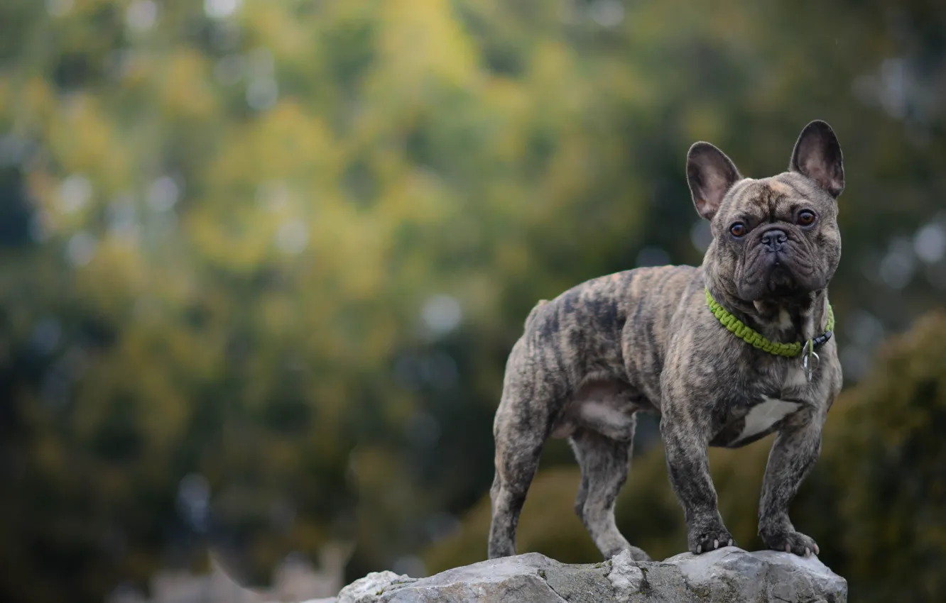Photo wallpaper look, stones, dog, French bulldog