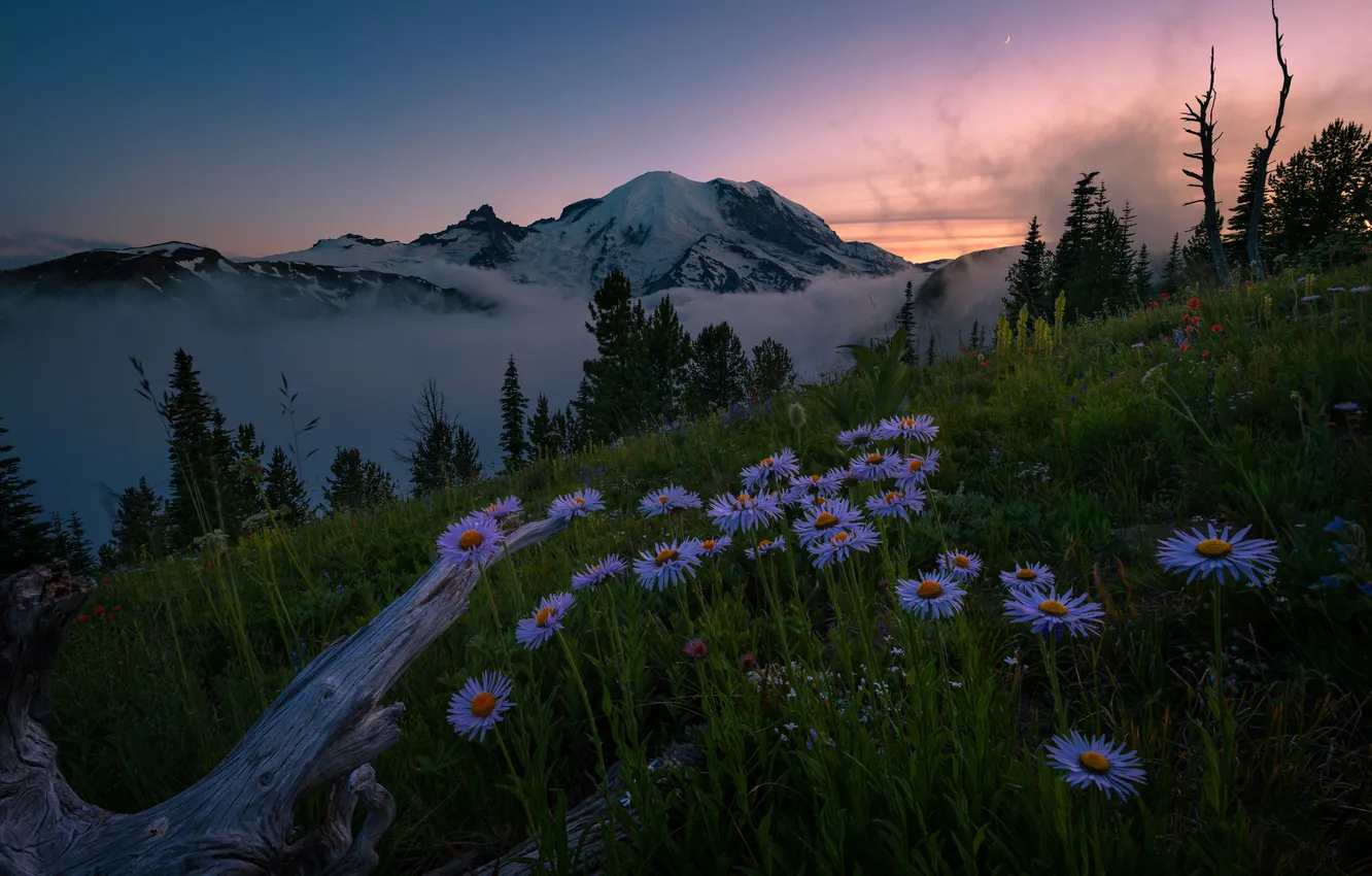 Photo wallpaper flowers, mountains, slope, snag, twilight, asters