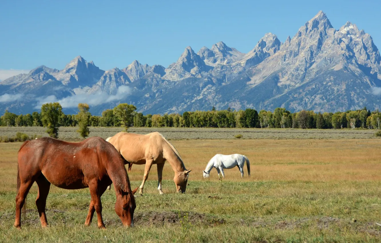 Photo wallpaper Wyoming, animal, wild, teton, .Horses Grazing in the Shadow of the Mountains in