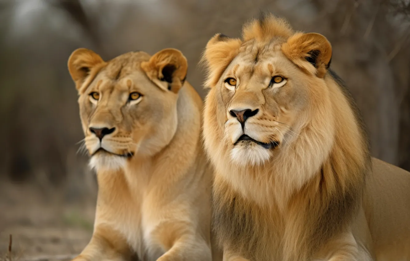 Photo wallpaper Leo, pair, lies, lioness, digital art, AI art, The Art of Artificial Intelligence, neural network