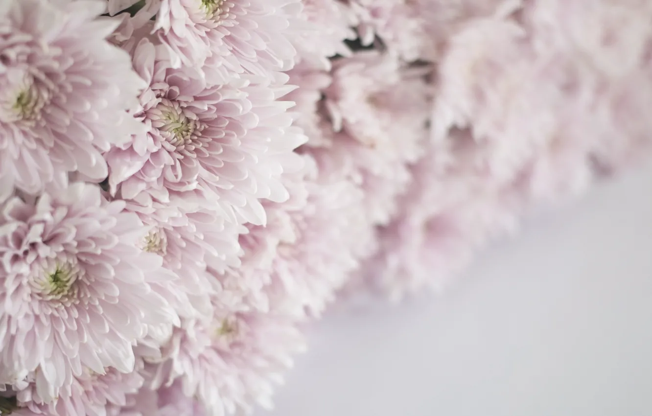 Photo wallpaper macro, flowers, pink, chrysanthemum