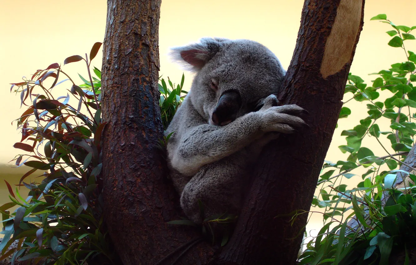 Photo wallpaper leaves, pose, background, tree, sleep, Koala