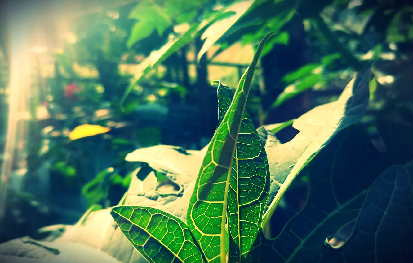 Photo wallpaper green, plant, leaf wallpapers, flora, veins