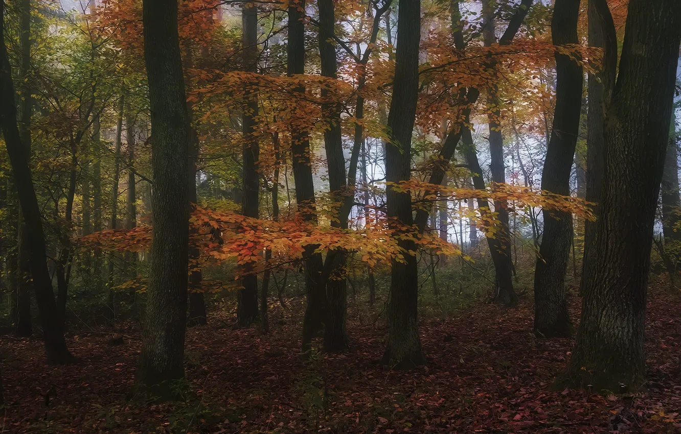 Photo wallpaper autumn, forest, trees, branches, nature, foliage, trunk, falling leaves