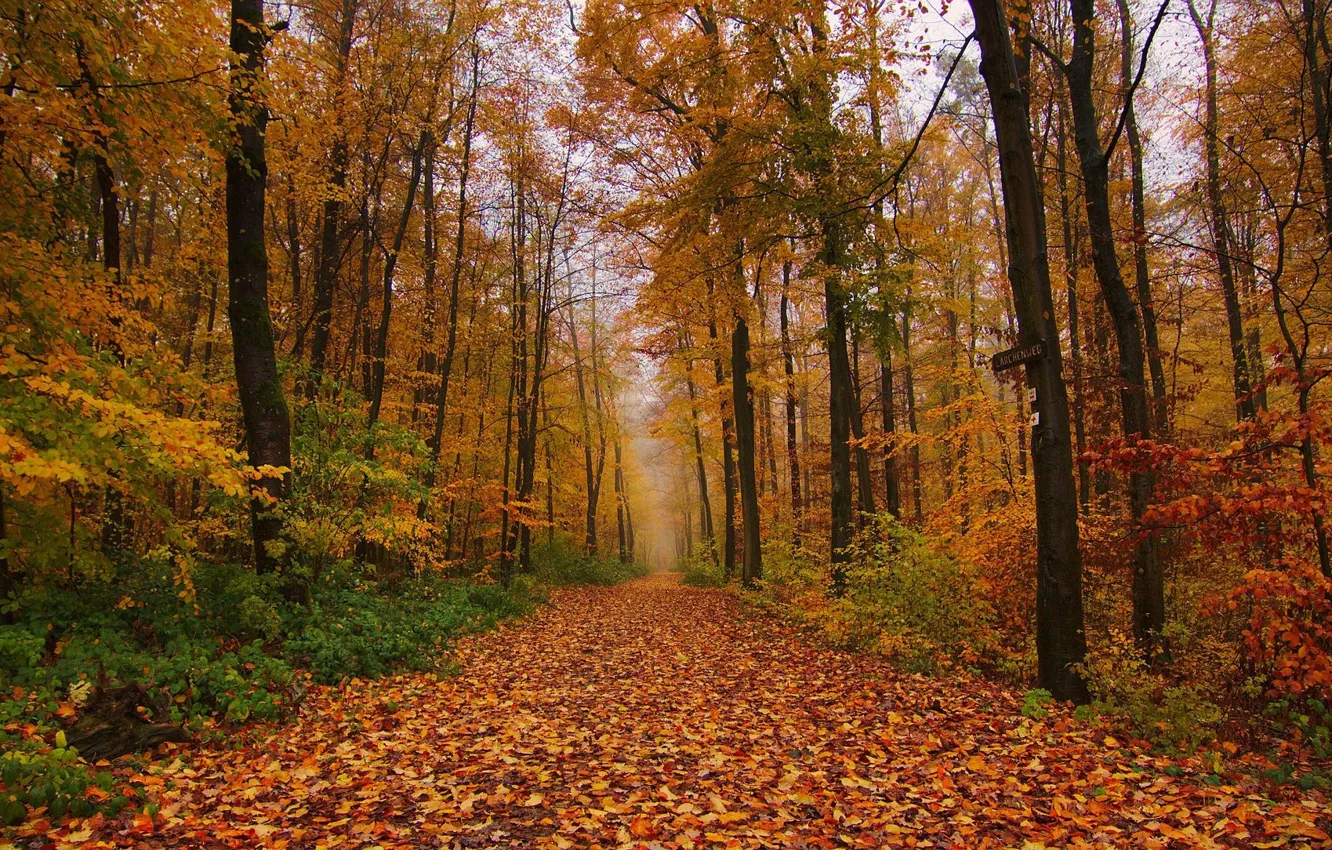 Photo wallpaper autumn, forest, leaves