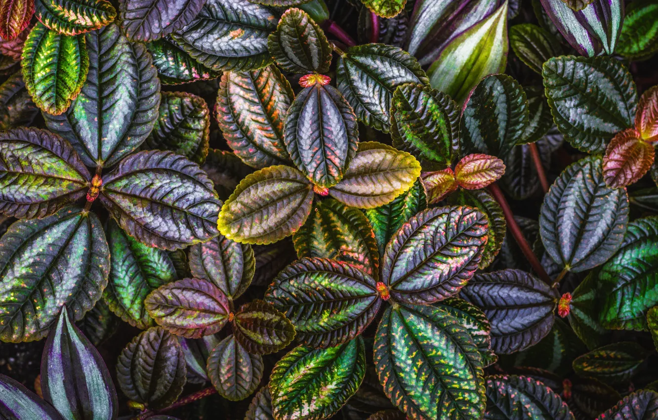 Photo wallpaper leaves, macro, bright, pattern