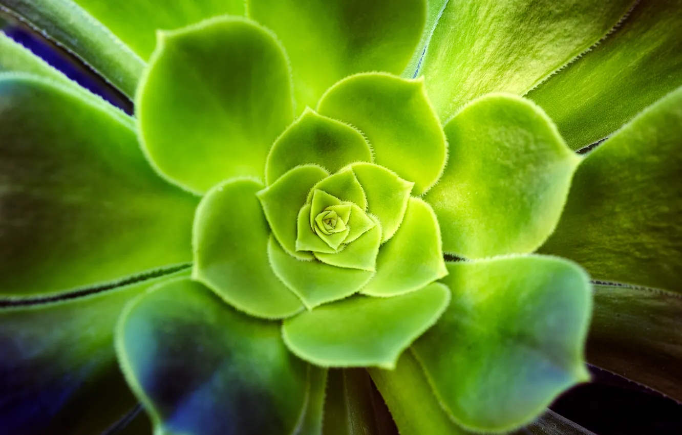 Photo wallpaper leaves, macro, green, plant, succulents, Echeveria