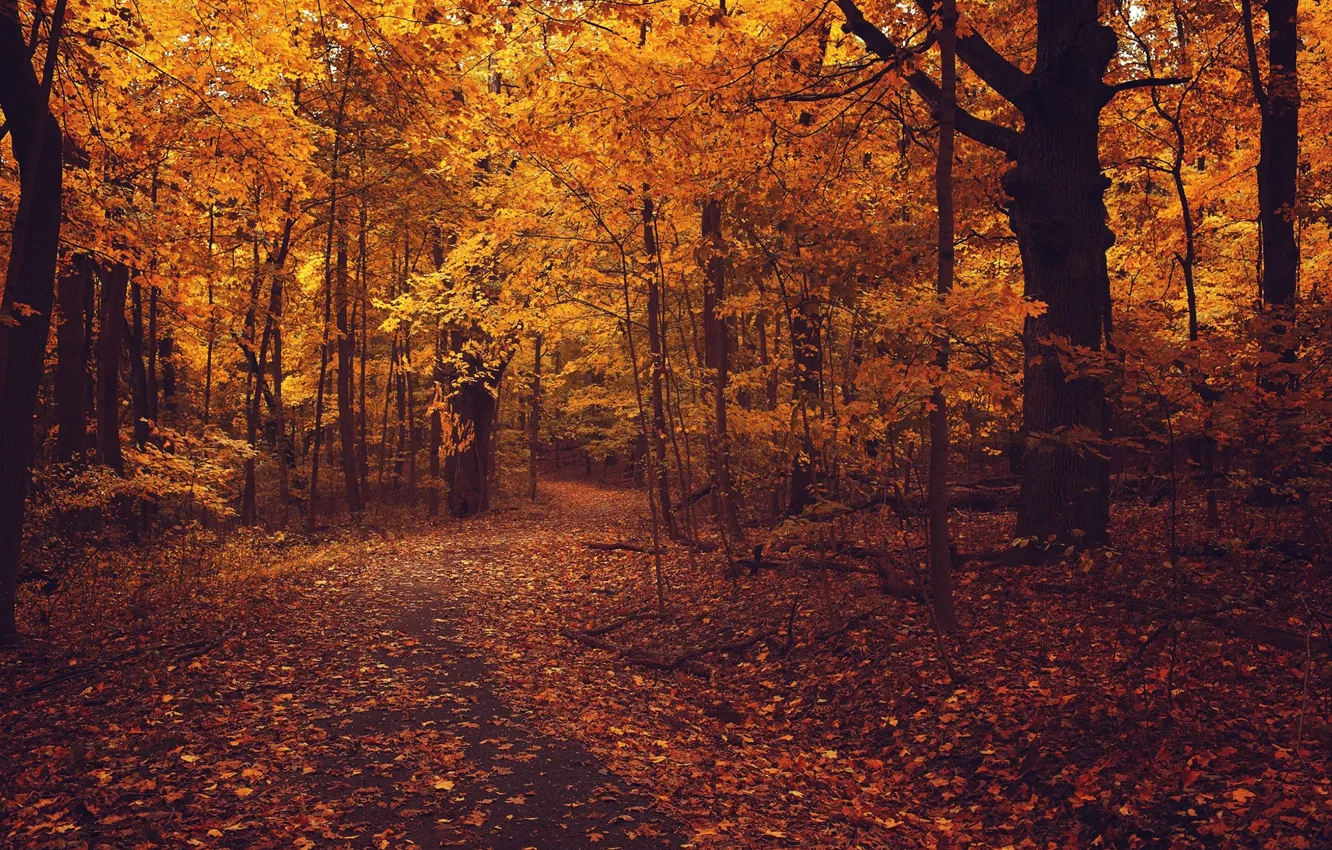 Photo wallpaper road, autumn, forest, asphalt, leaves, trees, orange, branches