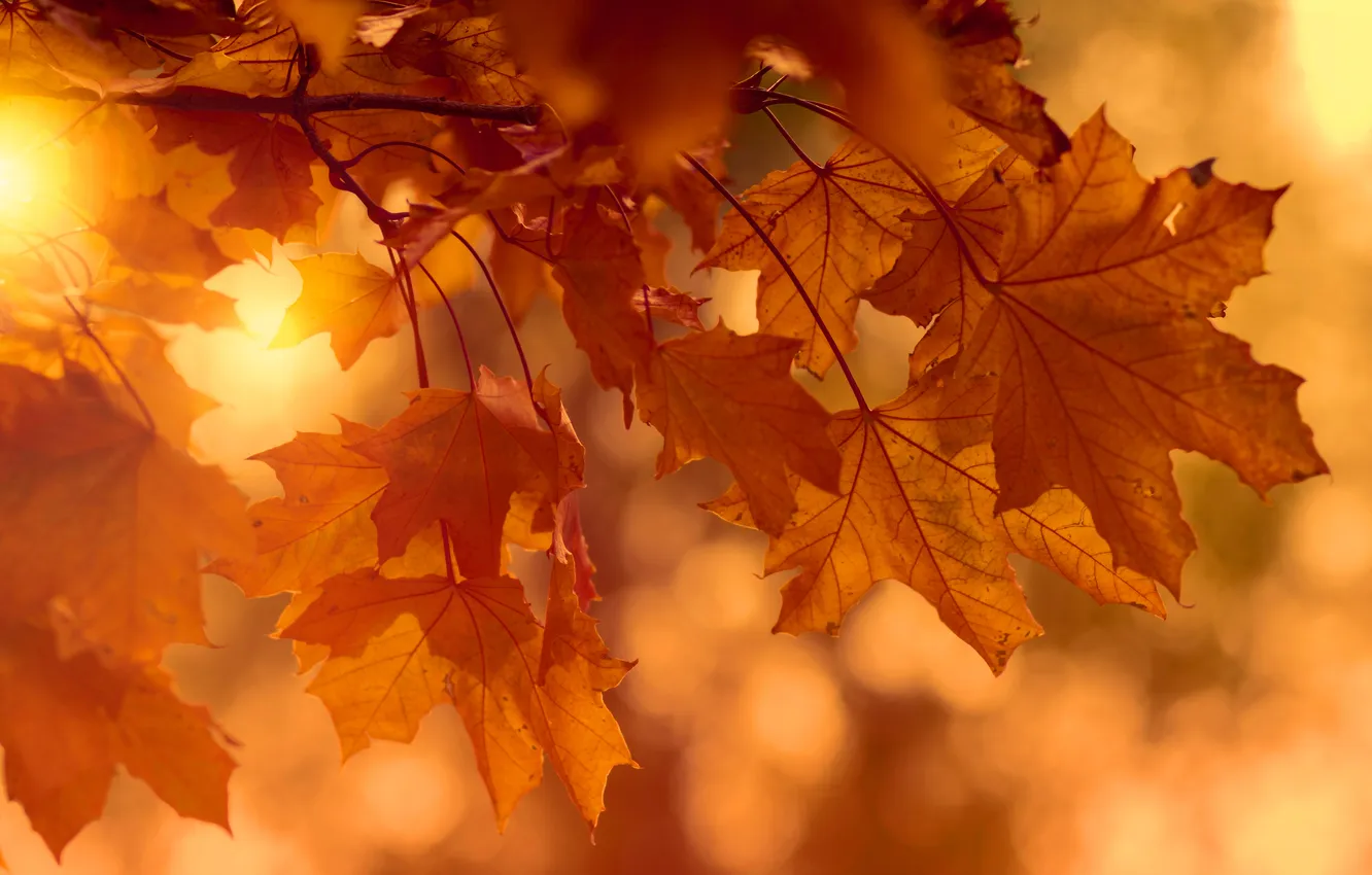 Photo wallpaper autumn, leaves, light, branches, nature, foliage, maple, maple
