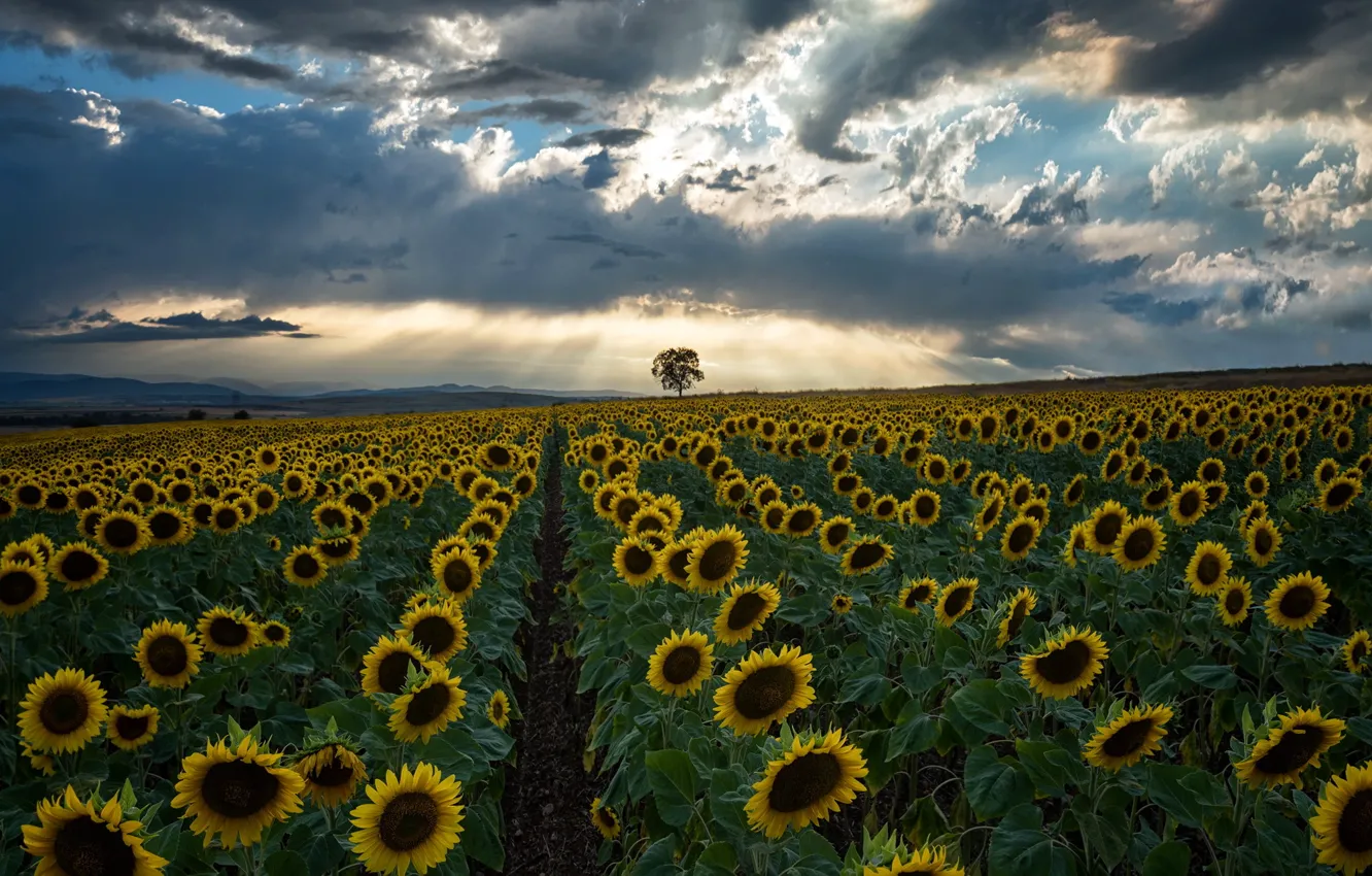 Photo wallpaper field, sunflowers, the evening