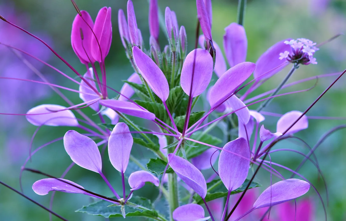 Photo wallpaper leaves, macro, flowers, plant