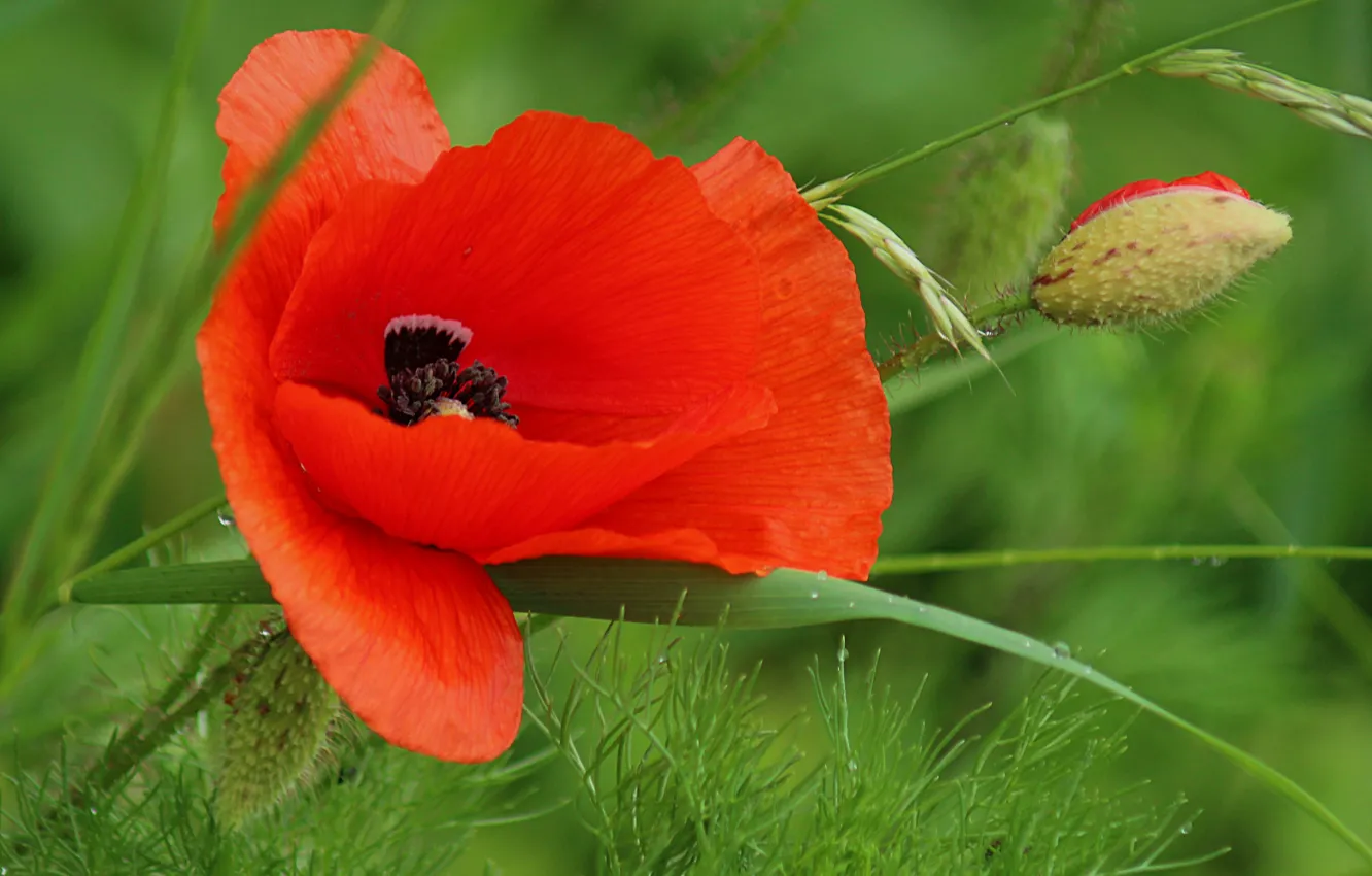Photo wallpaper macro, spring, macro, spring, Red poppy, Red poppy