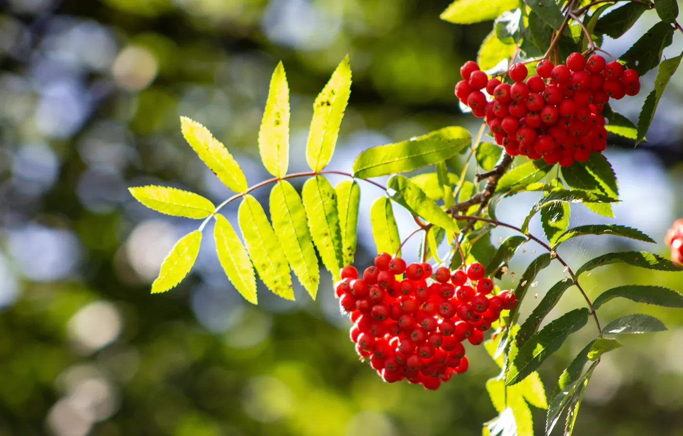 Photo wallpaper autumn, leaves, light, branches, red, nature, berries, fruit