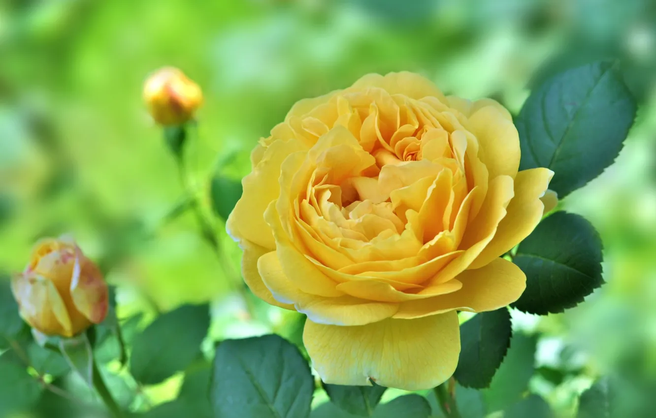 Photo wallpaper background, rose, buds, yellow rose