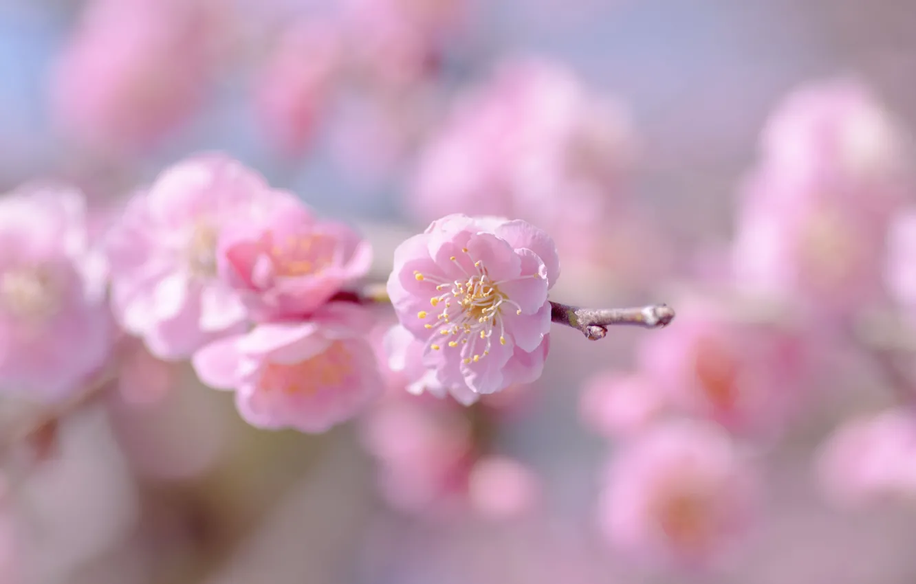 Photo wallpaper flower, the sky, macro, flowers, sprig, pink, tenderness, focus