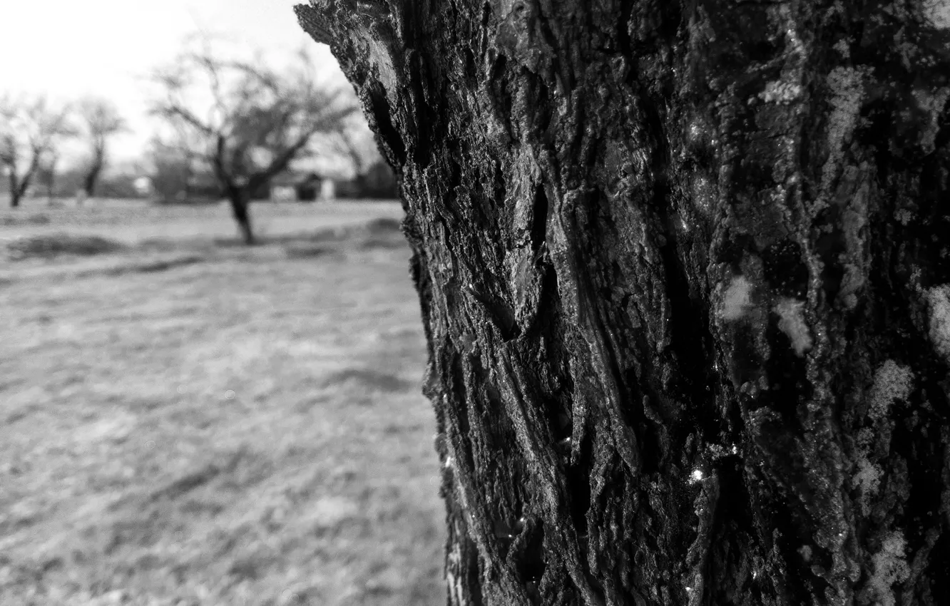 Photo wallpaper sadness, the sky, grass, mood, black and white, bark, longing, The trunk of the tree
