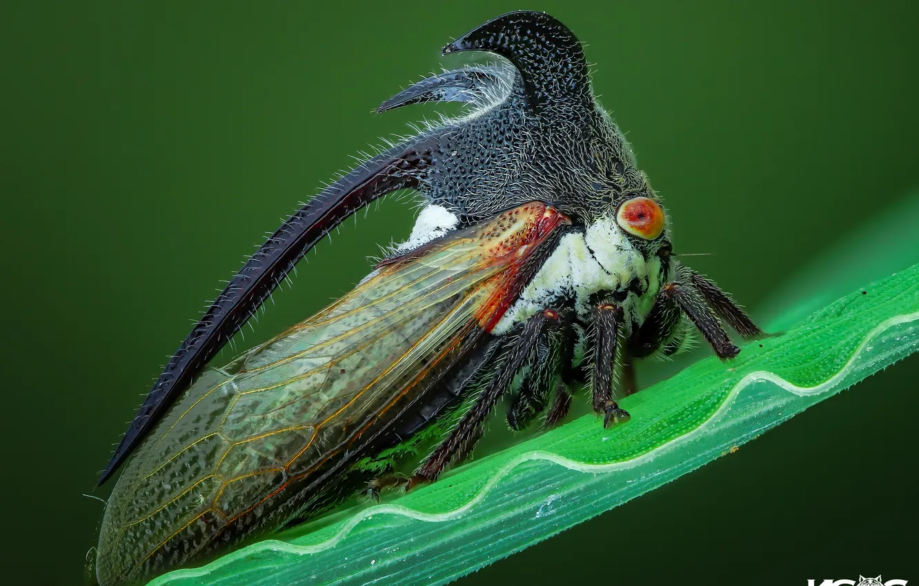 Photo wallpaper leaves, macro, beetle, insect, bokeh, gorbatka, Tran The Ngoc, macro photography of insects