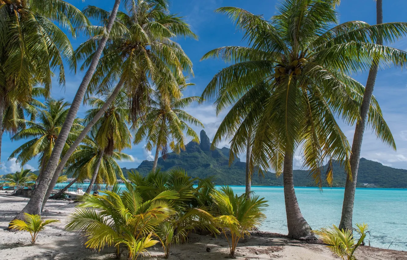 Photo wallpaper nature, tropics, palm trees