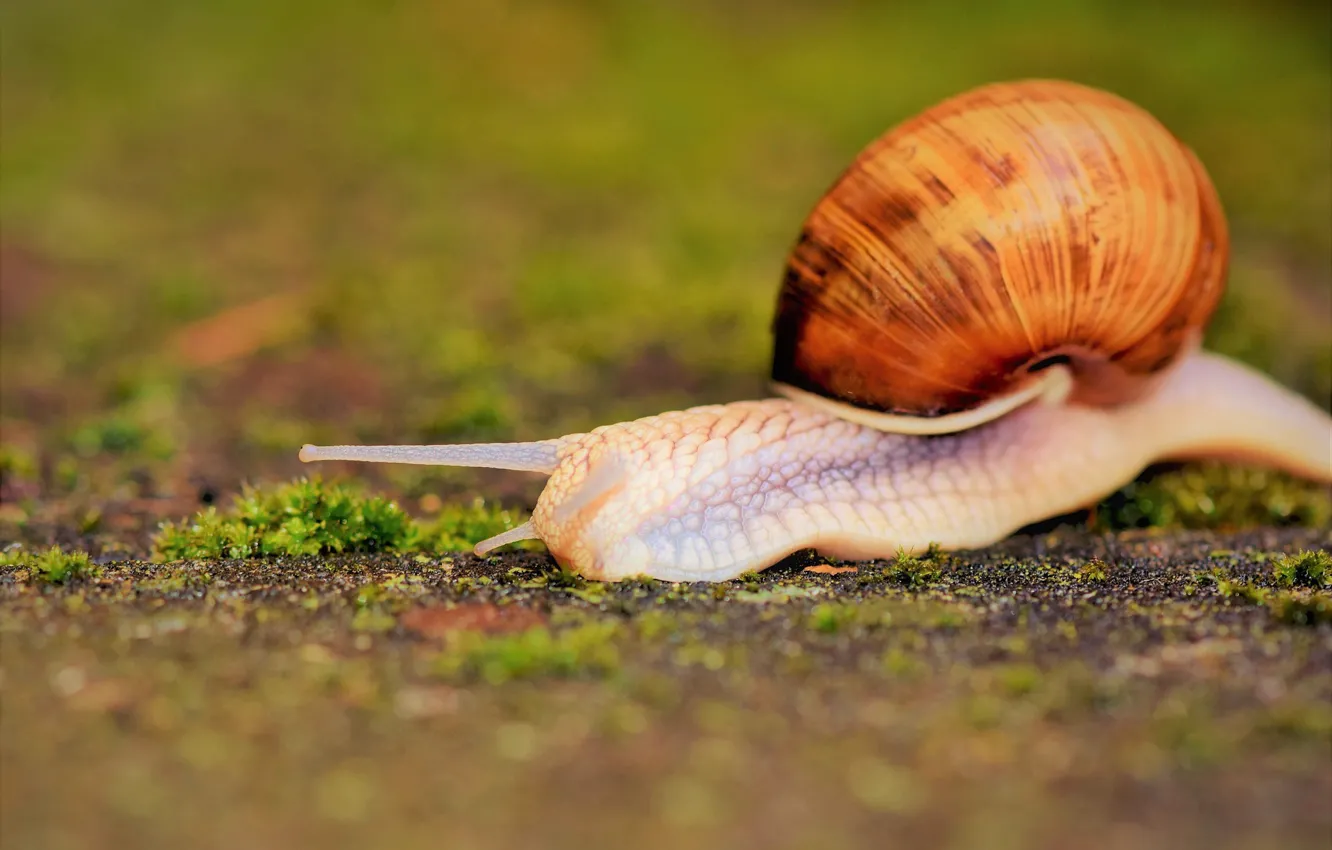 Photo wallpaper macro, earth, snail