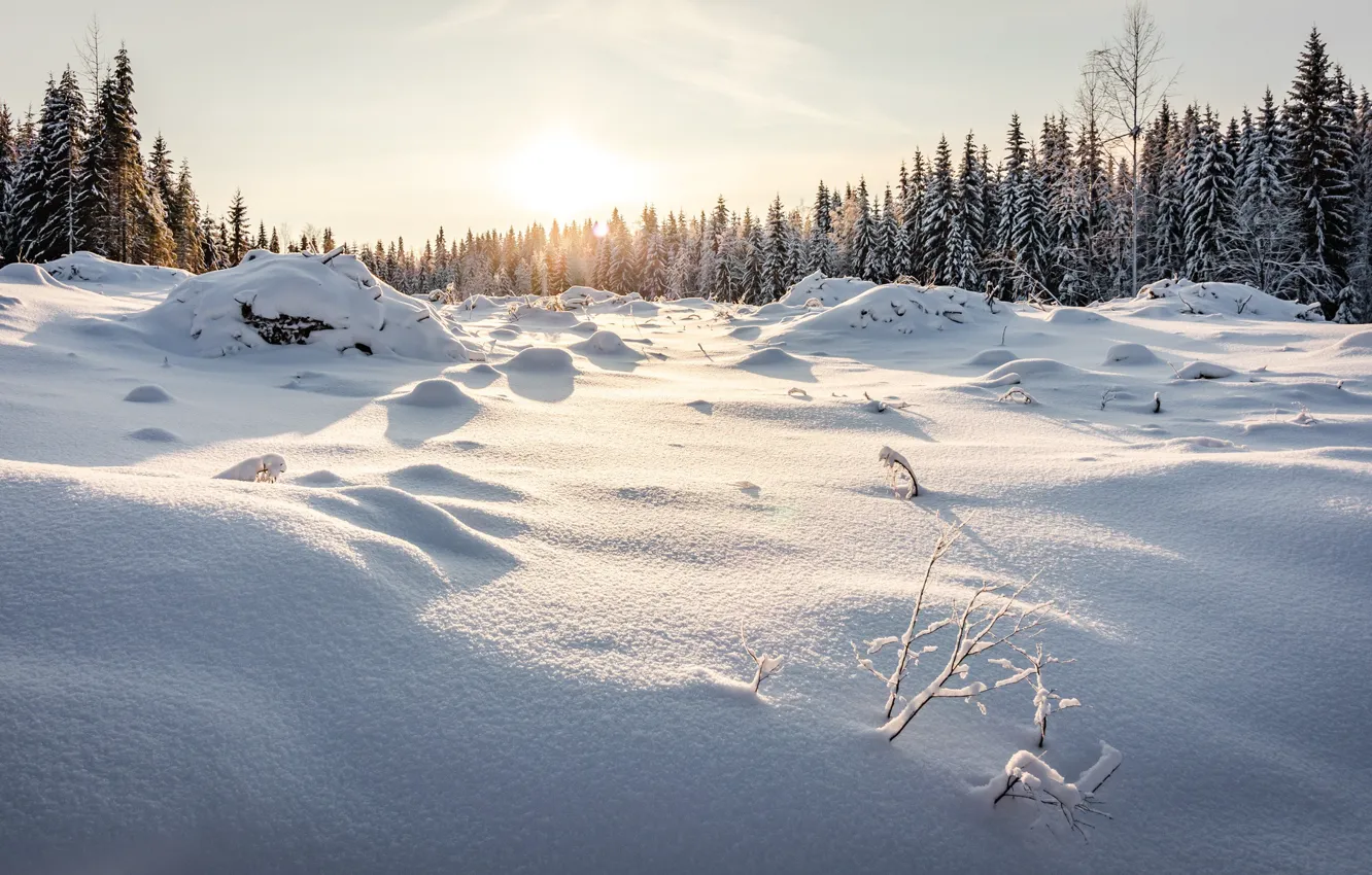 Photo wallpaper winter, forest, the sky, the sun, snow, trees, the snow