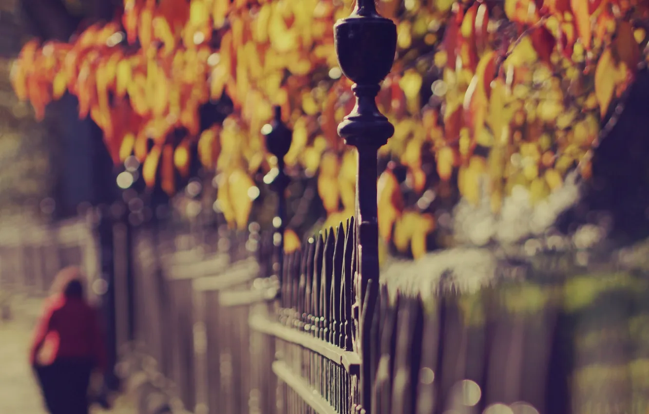 Photo wallpaper autumn, leaves, color, trees, Park, mood, bright, the fence