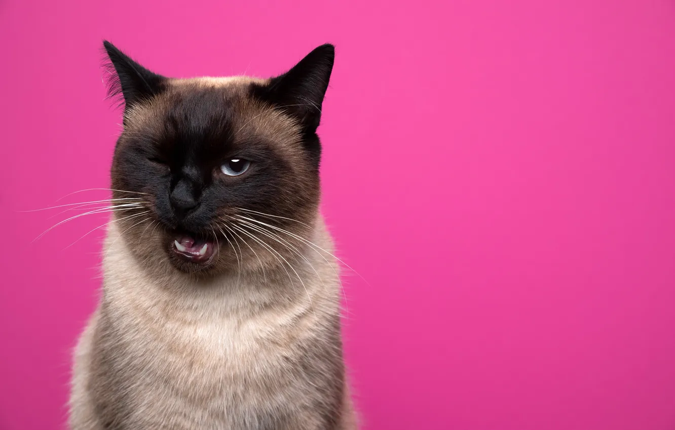 Photo wallpaper black, pink, cat, funny, cute, pets, portrait, pink background