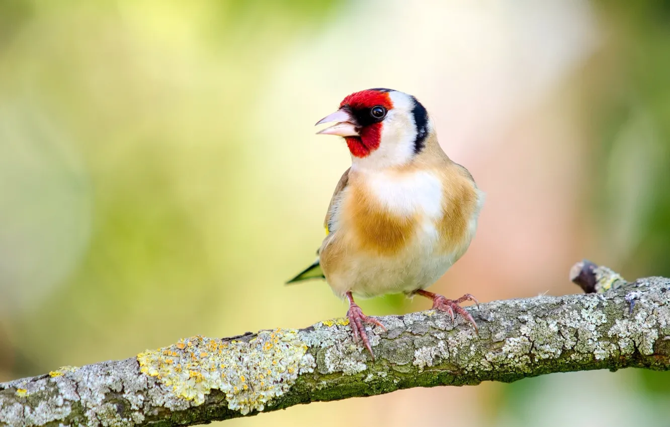 Photo wallpaper branches, background, bird, goldfinch
