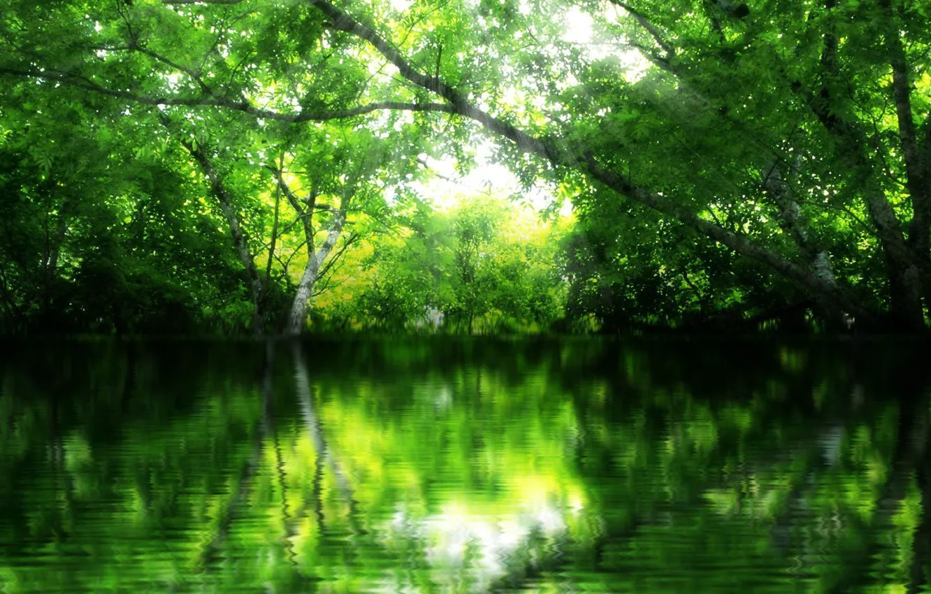 Photo wallpaper green, forest, river, trees, nature, water, beauty