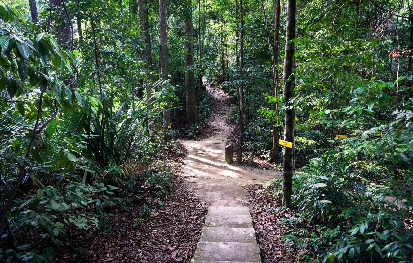 Photo wallpaper forest, jungle, nature, walk, malaysia, relaxing, trekking