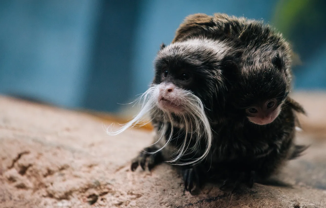 Photo wallpaper background, monkey, cub, Emperor Tamarin