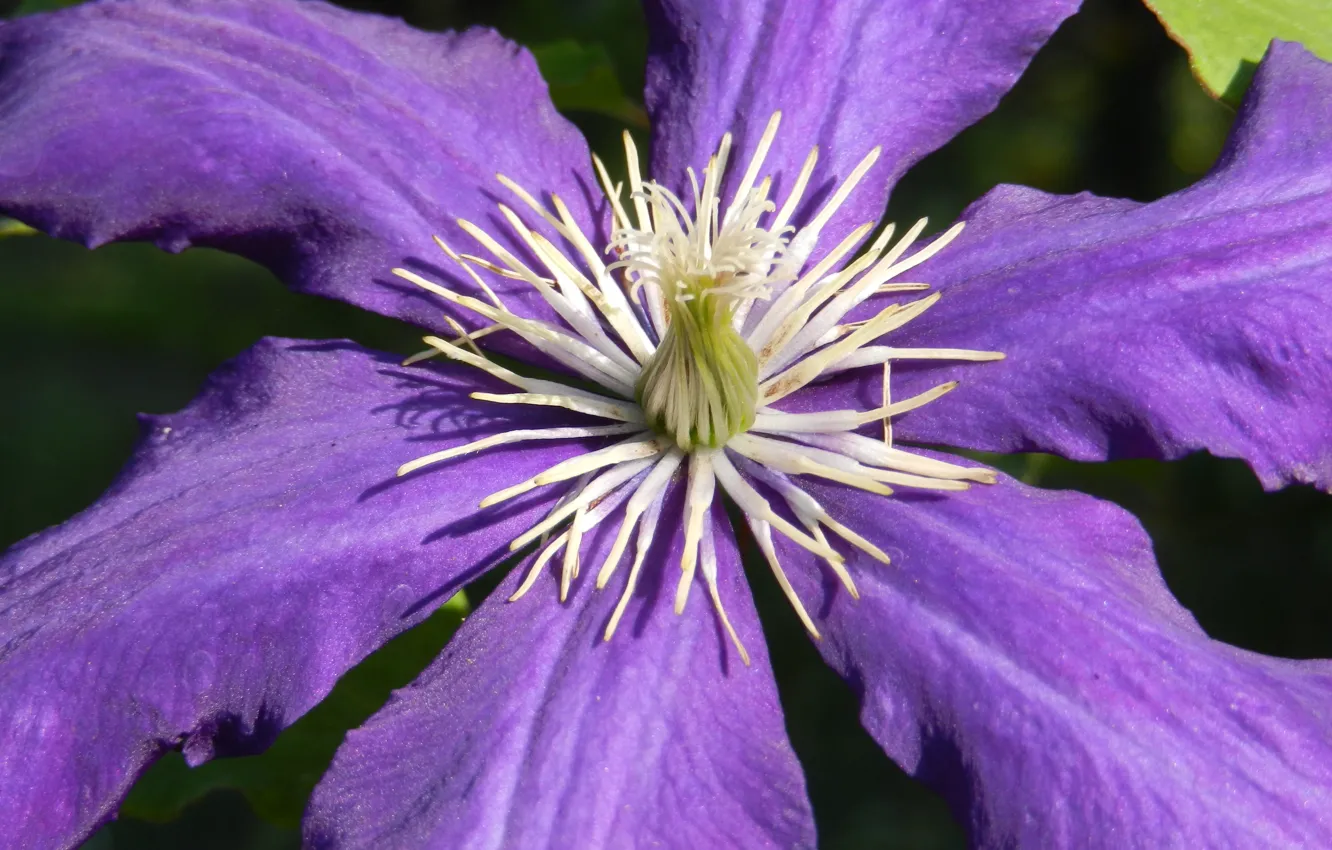 Photo wallpaper purple, summer, macro, flowers, clematis