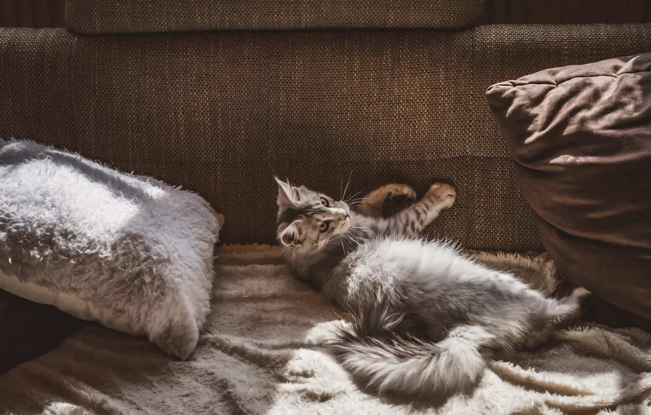 Photo wallpaper cat, cat, look, light, pose, grey, sofa, pillow