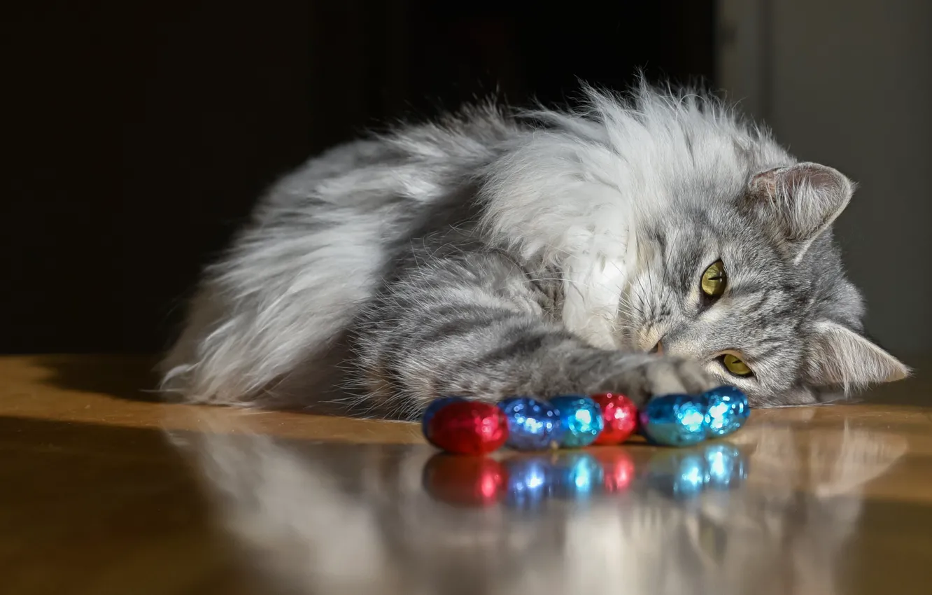 Photo wallpaper cat, cat, look, grey, the game, cat, eggs, fluffy