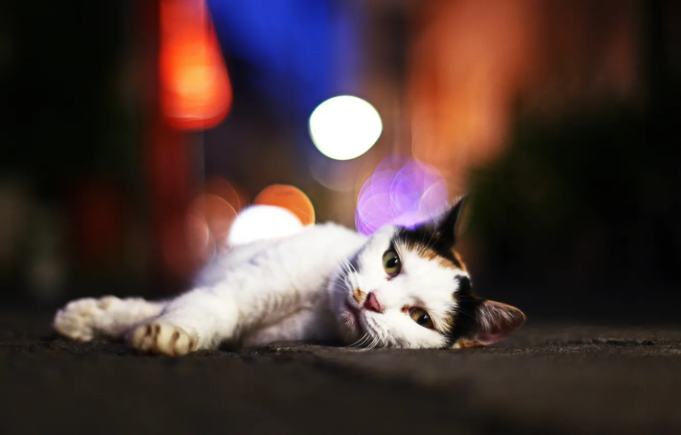 Photo wallpaper cat, glare, looks, Tomcat, Kote