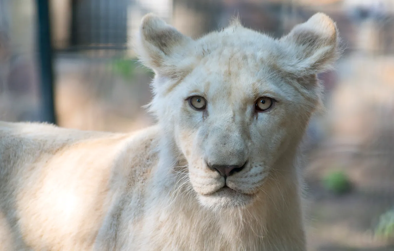 Photo wallpaper cat, white, look, face, background, portrait, Leo, lioness