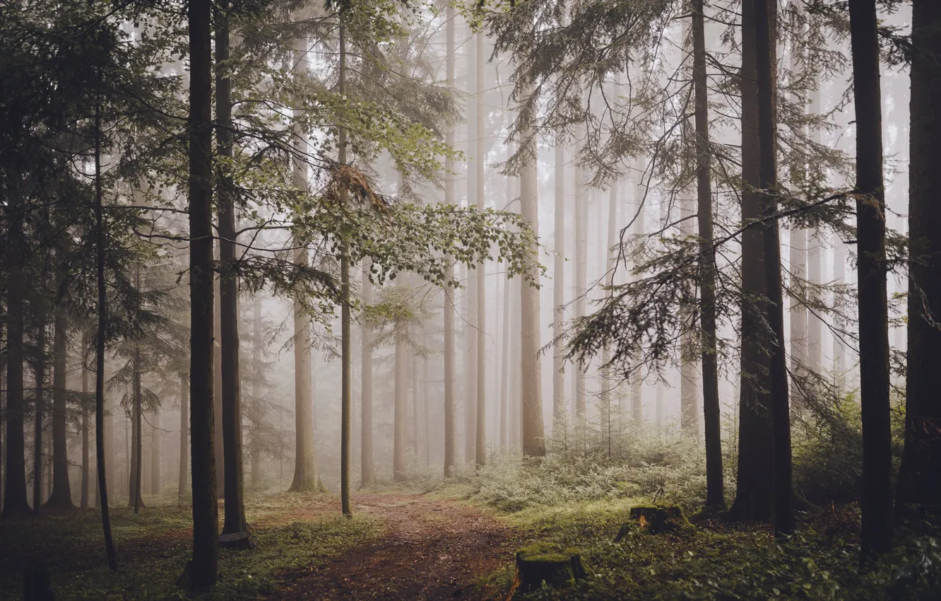Photo wallpaper forest, trees, pine