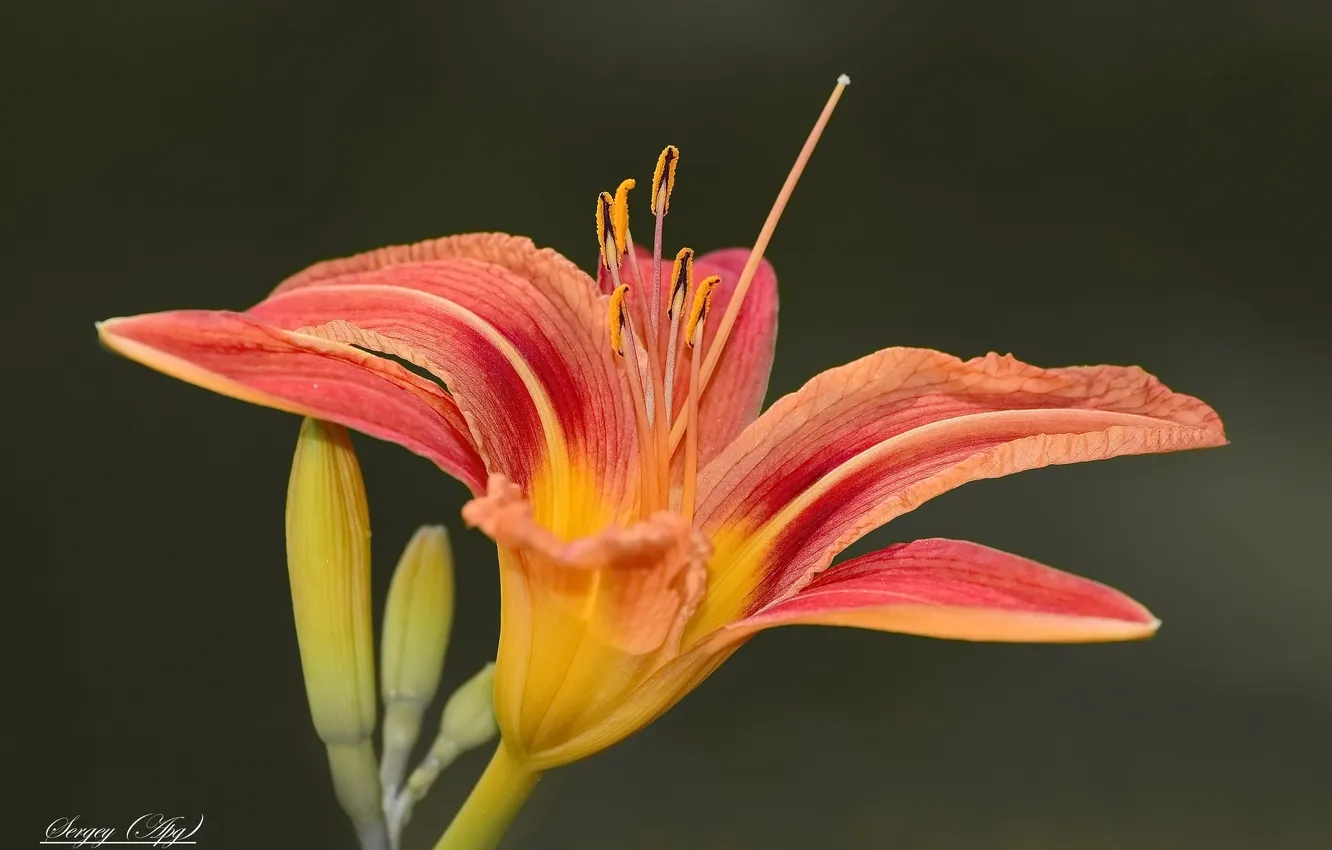 Photo wallpaper summer, macro, flowers, daylilies