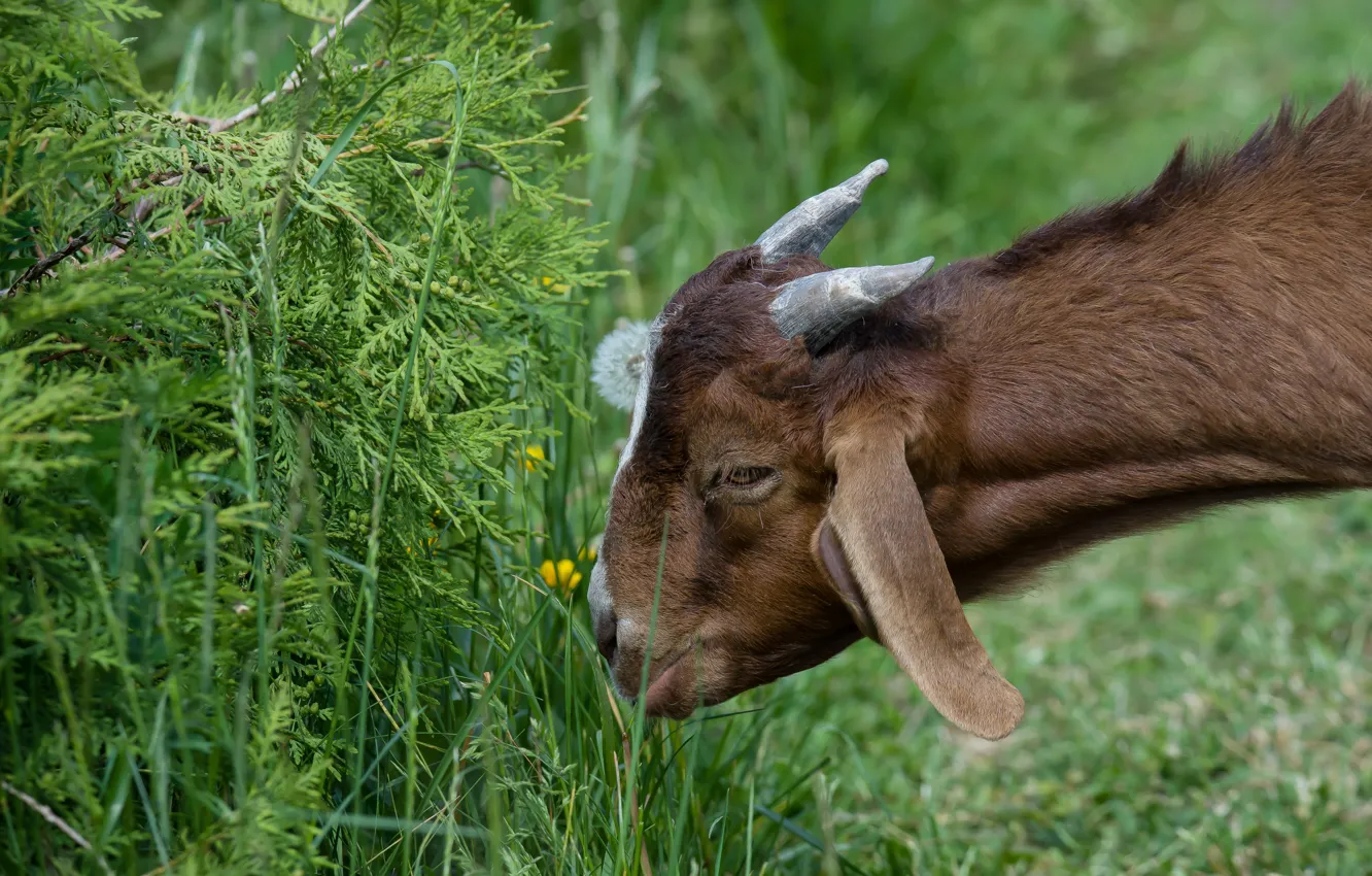 Photo wallpaper summer, animal, lamb