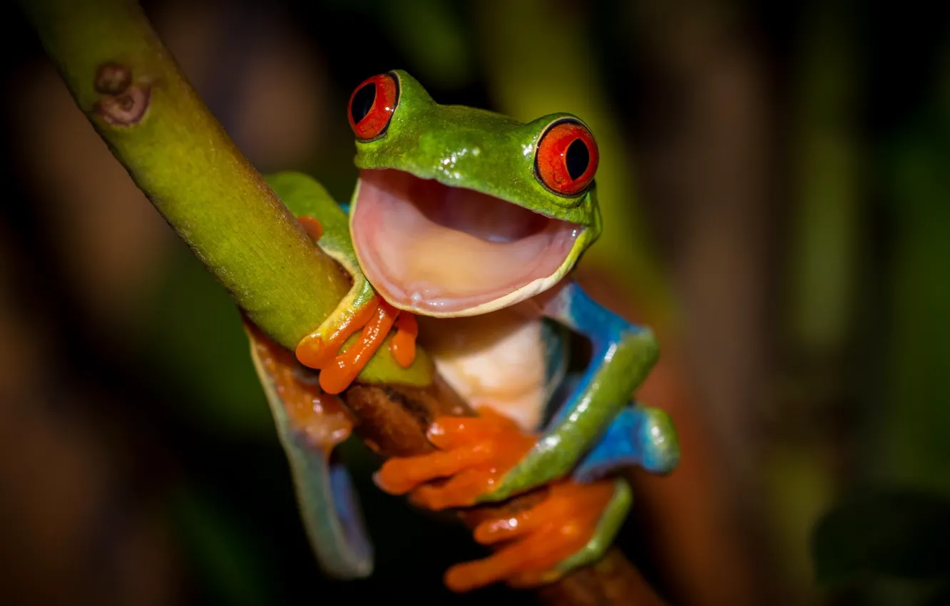 Photo wallpaper frog, legs, mouth, stem, orange, green, red eyes, colorful