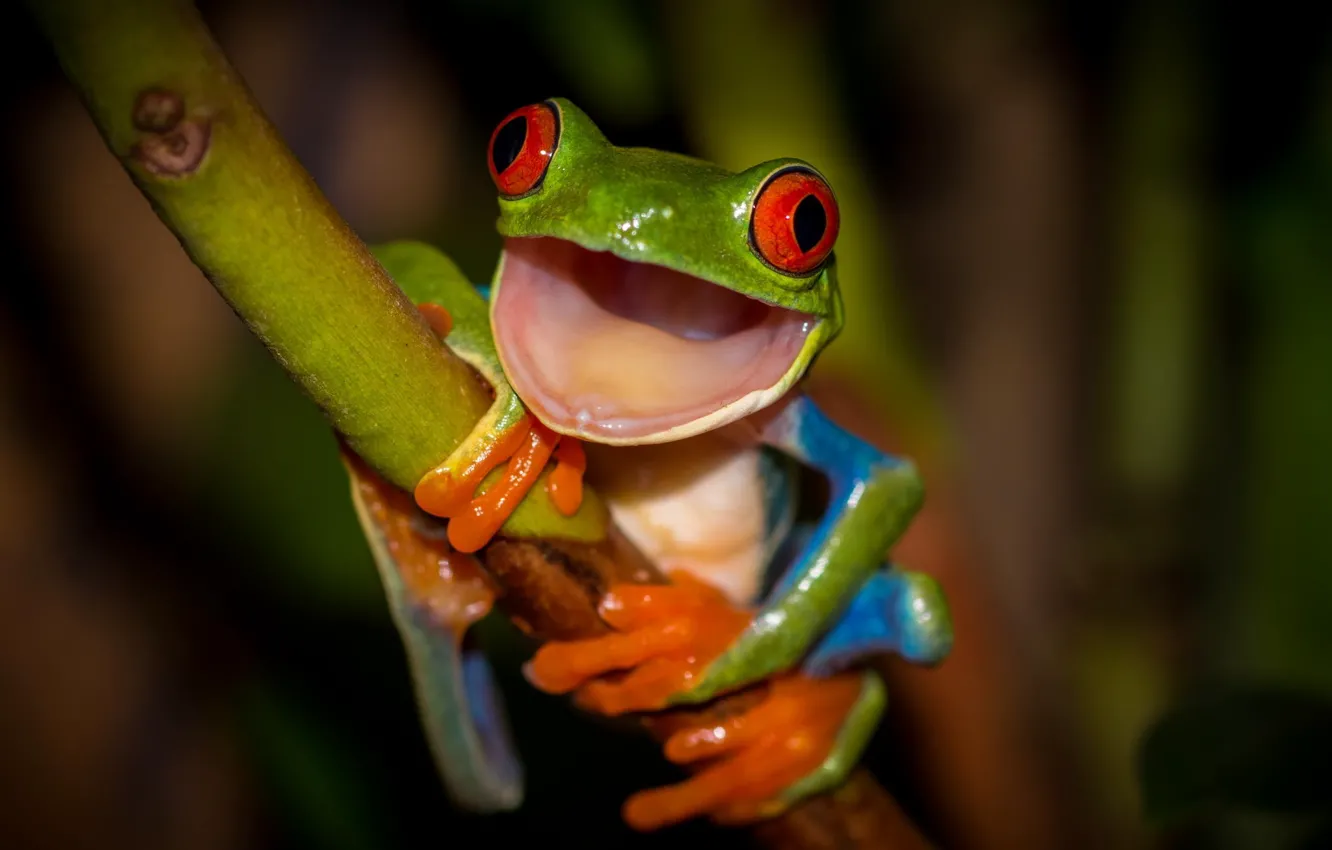 Photo wallpaper orange, green, frog, legs, mouth, stem, red eyes, colorful