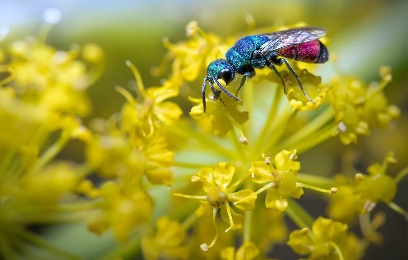 Photo wallpaper macro, OSA, insect