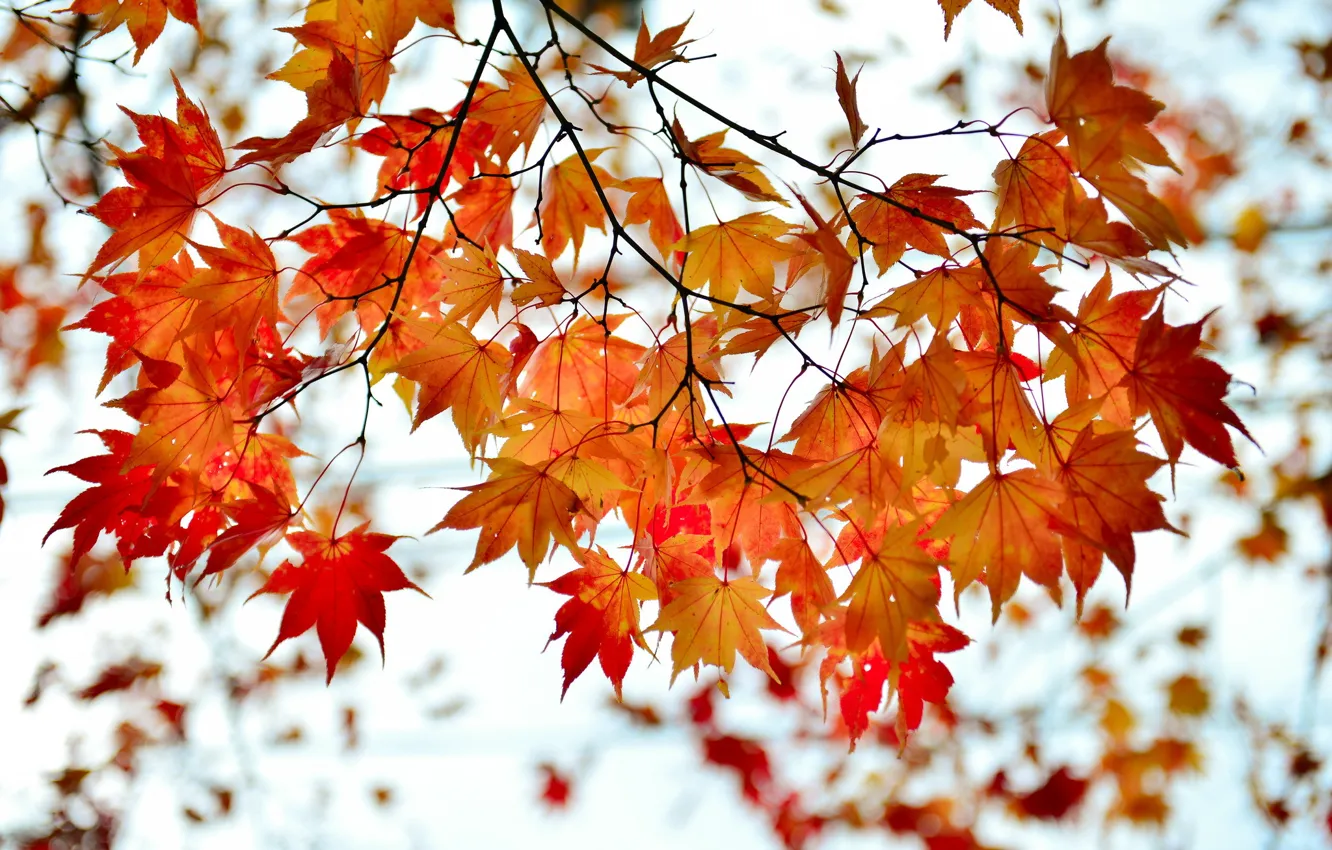 Photo wallpaper autumn, leaves, branch, red, maple