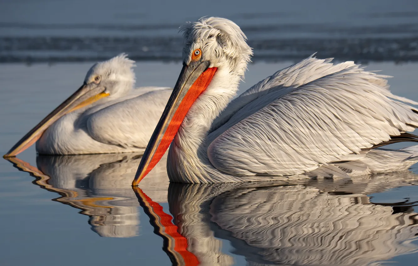 Photo wallpaper reflection, bird, pond, Pelican