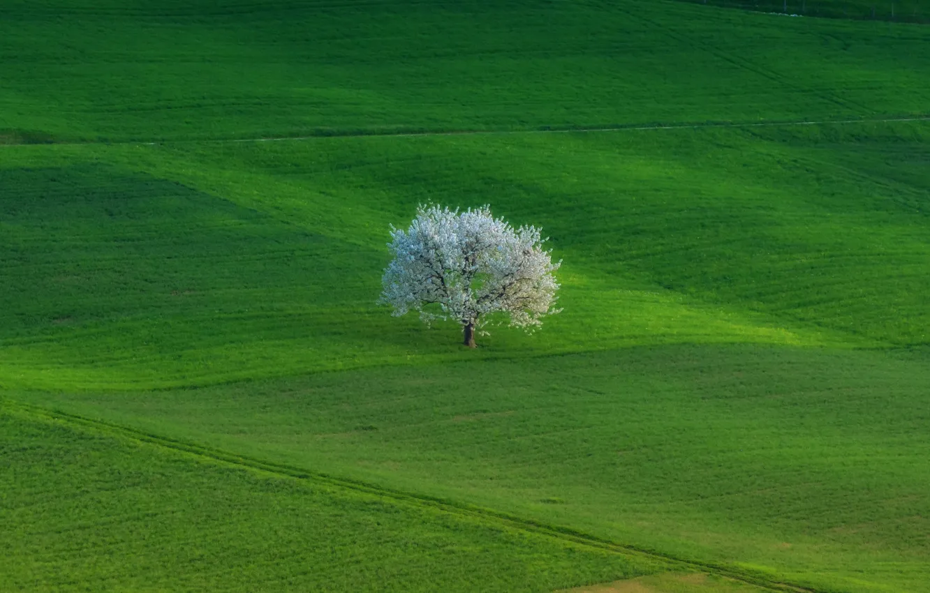 Photo wallpaper field, nature, tree