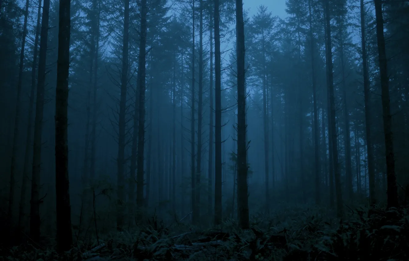 Photo wallpaper forest, trees, nature, fog, twilight